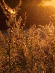 lt;Dragon King Legen