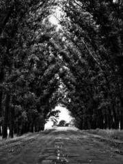 Fāng Chénlín Xuěyán