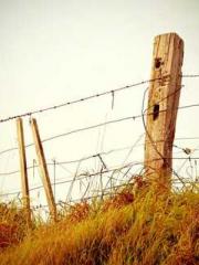 Lǐnfēng Lín yún yu y