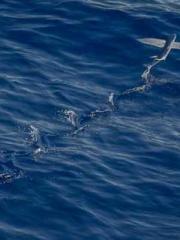 lt;Guide to Seducing