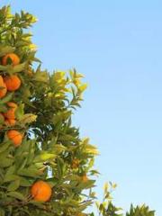 Shen Ning Ran Bo Jin