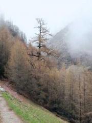 Professor Yan is goi Professor Yan is goi