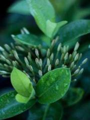 Lu Zongapos;s Hidden