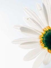 The Concubineapos;s The Concubineapos;s