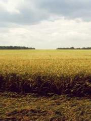 My Amazing Female Te