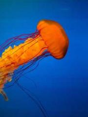 Fu Zi Mo Qin Luo Yan