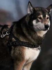 A-SOULapos;s Hoshima