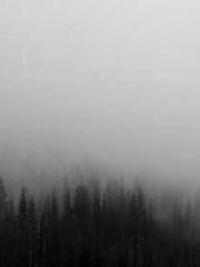 The Favorite Concubi