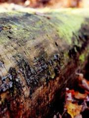 Rebirth of the Urban Rebirth of the Urban