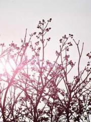 Peninsula Asteroid l